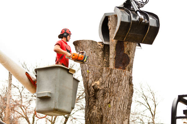 How Our Tree Care Process Works  in  Clintonville, WI